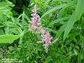 2004-0719Astilbe